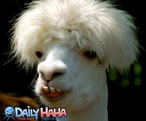 LLama Afro