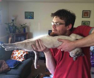 lock and purrr funny picture