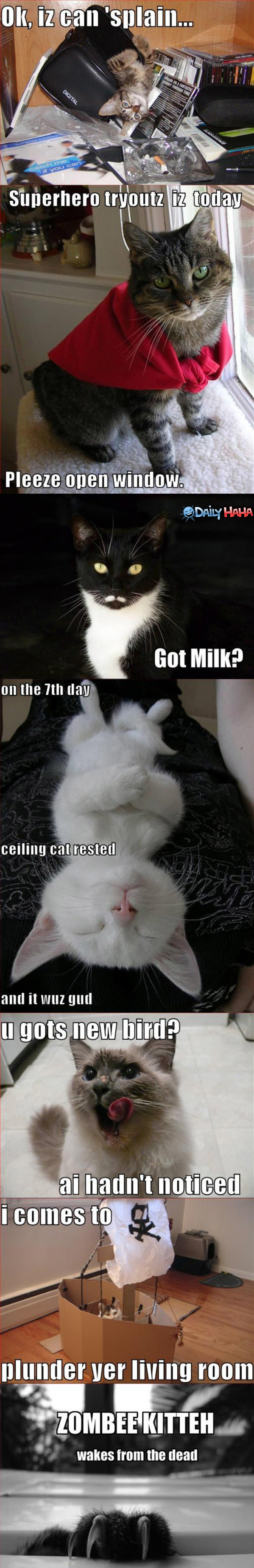 Lolcat Compilation funny pictures