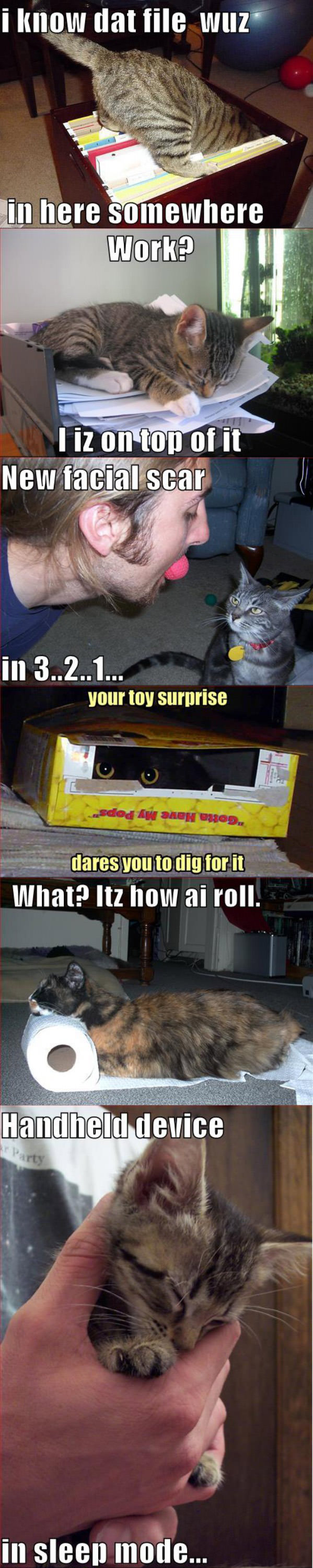 LOLCATE funny picture