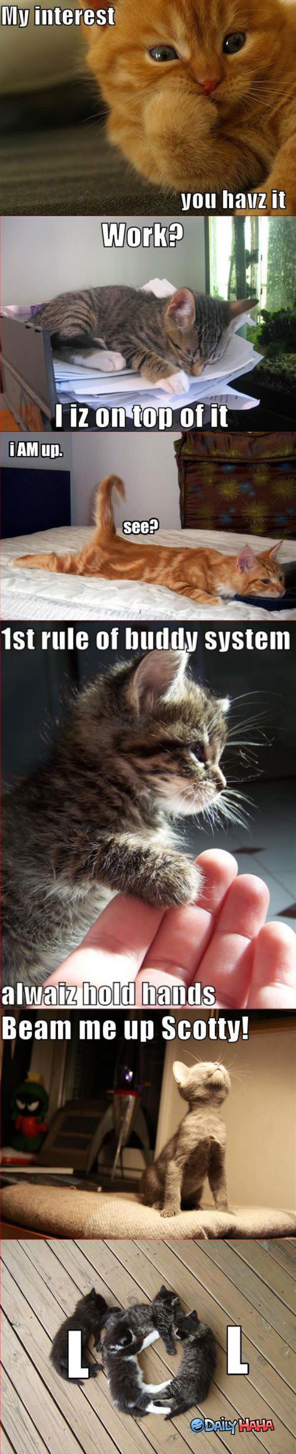LOLCat Compilation funny picture