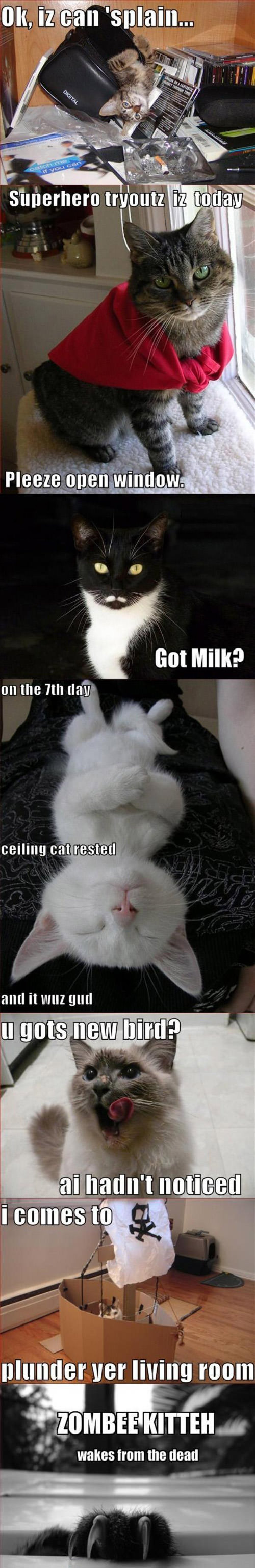 Another LolCat Compilation funny picture
