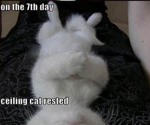 Another LolCat Compilation funny picture