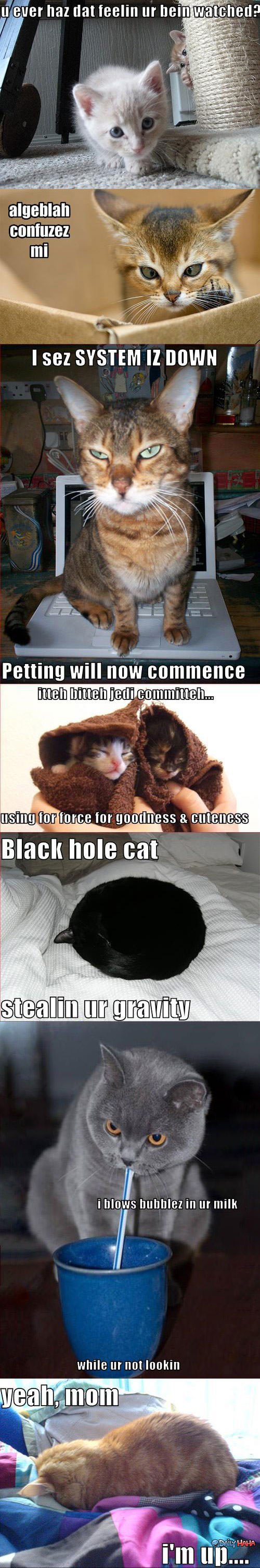 LOLZCats funny picture