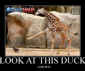 Look at This Duck funny picture