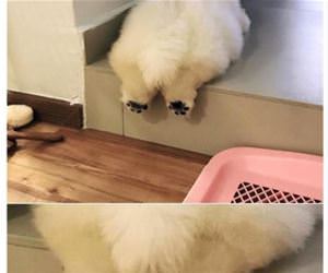 look at those little paws funny picture