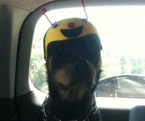 looks much less threatening funny picture