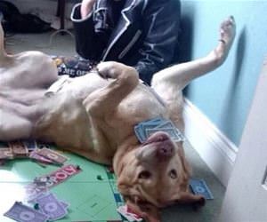 losing to a dog funny picture