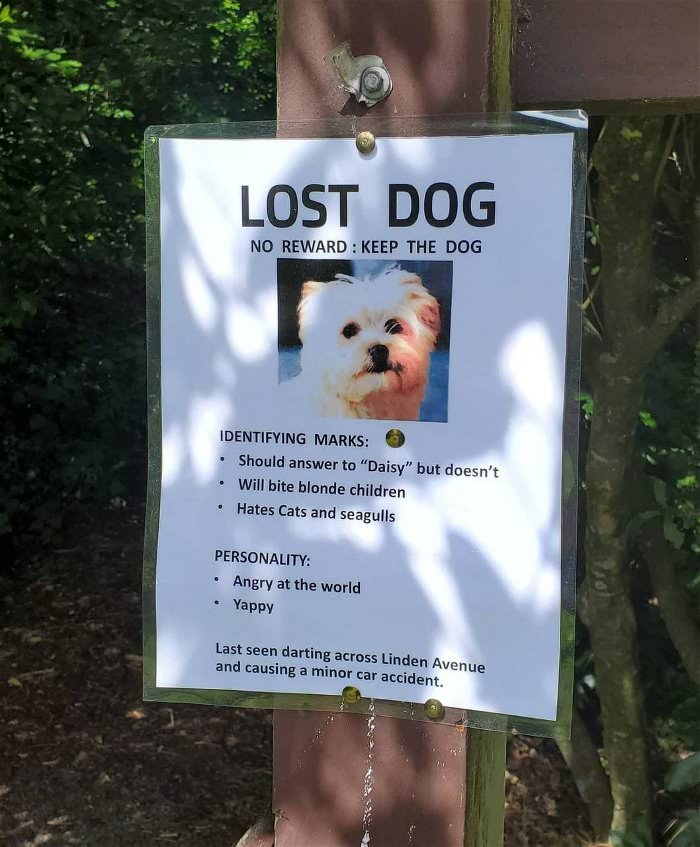 lost dog