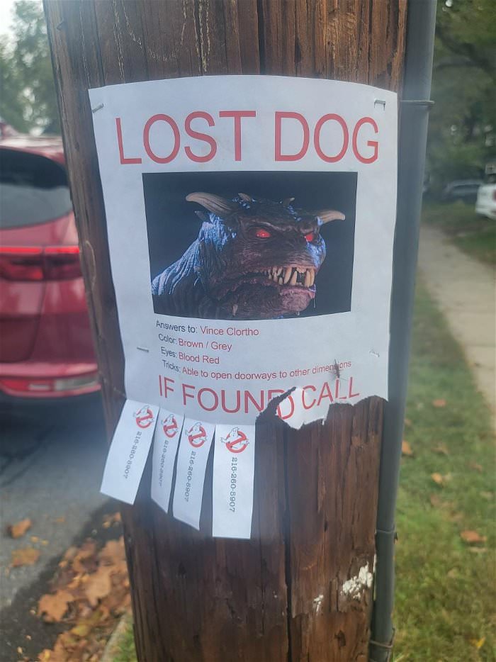 lost dog ... 2