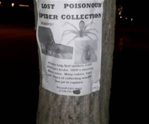 lost my spider collection funny picture