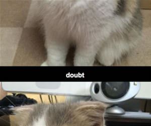 lots of emotions funny picture