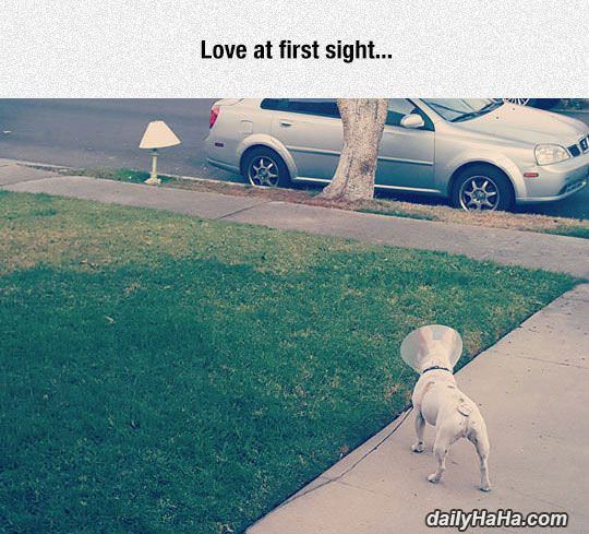 love at first sight funny picture