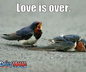 love is over