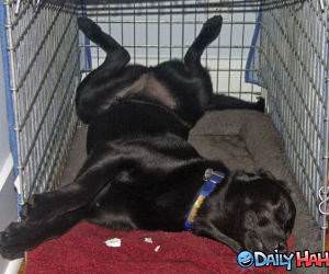 Loves the Cage funny picture