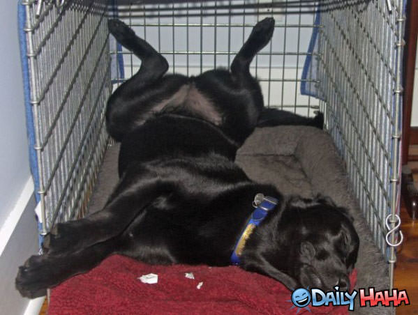 Loves the Cage funny picture