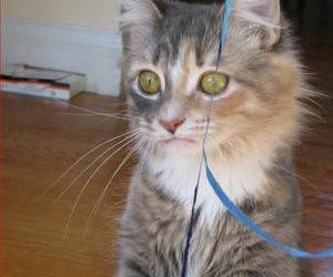 MAi Party funny picture