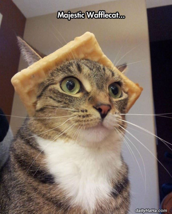 majestic wafflecat funny picture