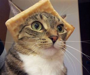 majestic wafflecat funny picture