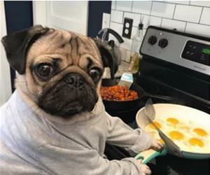 make someone food and