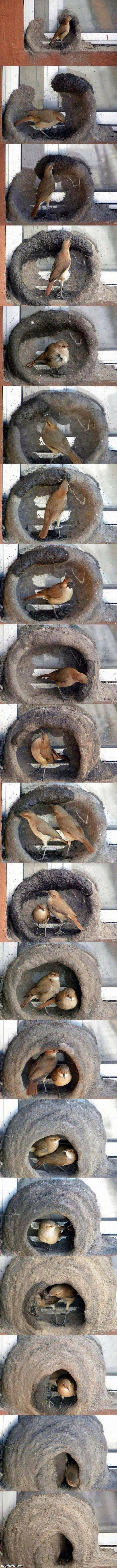 making a nest funny picture