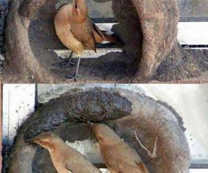 making a nest funny picture