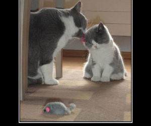 Mama Loves You funny picture