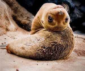 marine animals are flexible funny picture