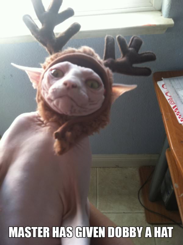 Has Given Me A Hat funny picture