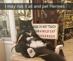 may risk it all ... 2