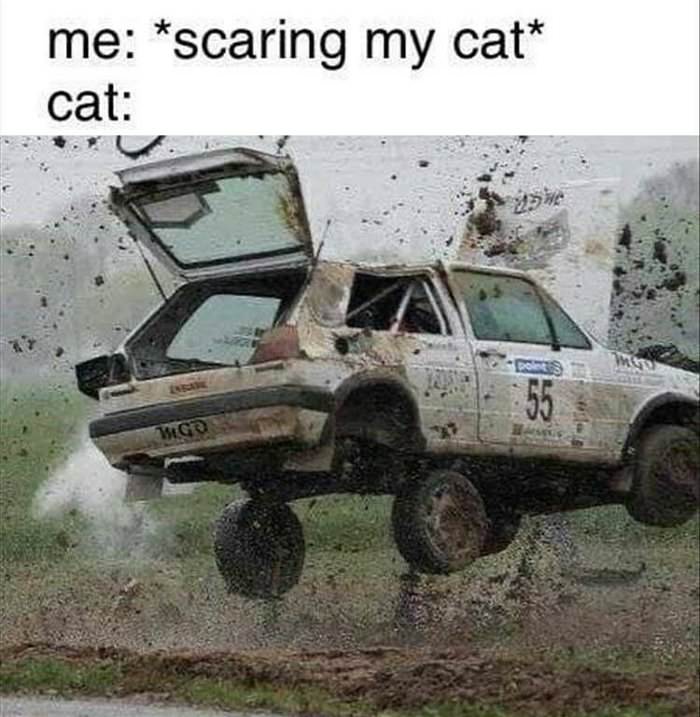 me scaring my cat