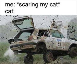 me scaring my cat