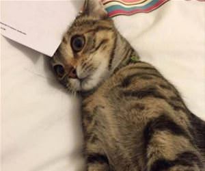 me after i open my bills funny picture