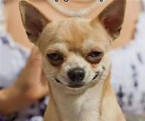 me trying to look sexy funny picture