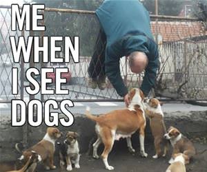 me when i see dogs funny picture
