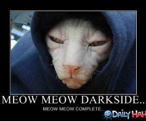 Meow Meow funny picture
