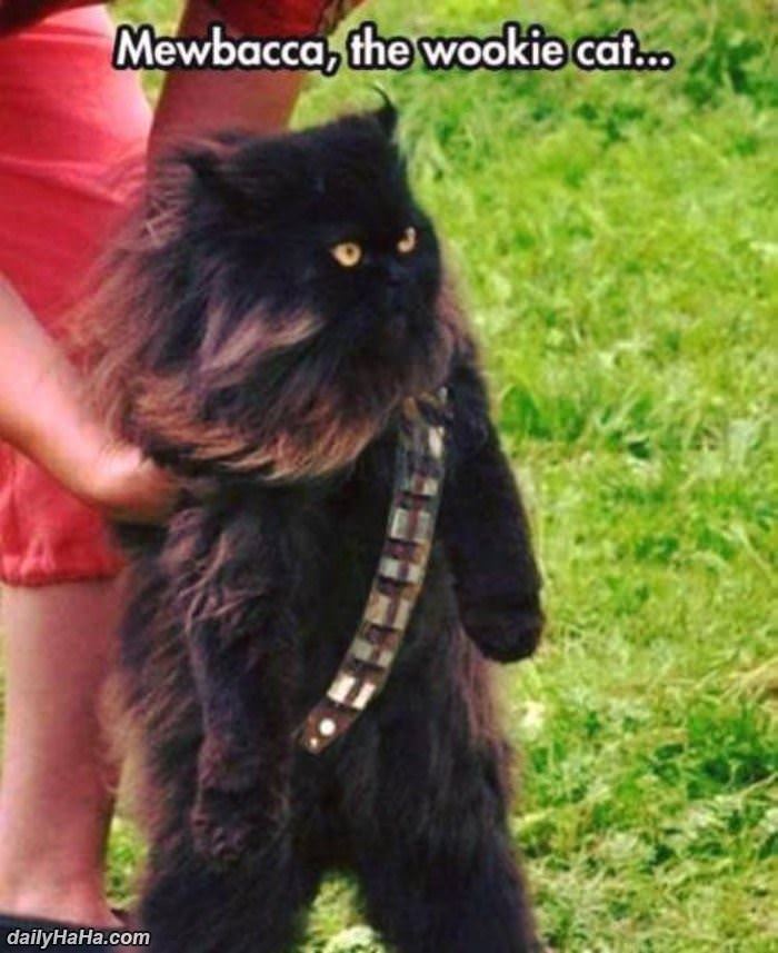 meowbacca funny picture