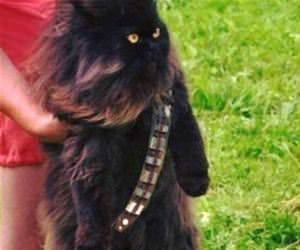 meowbacca funny picture