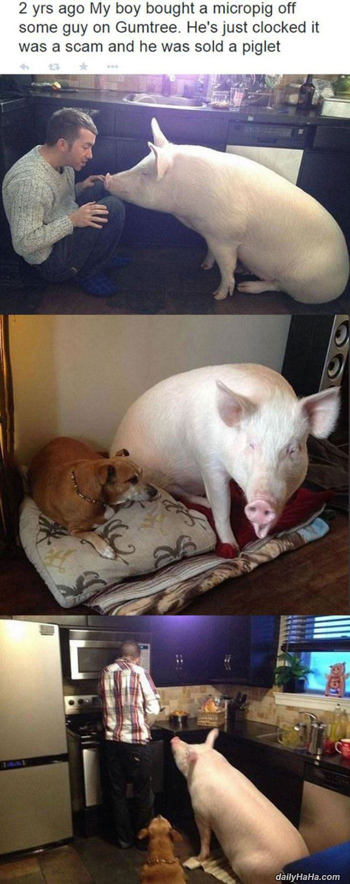 micro pig funny picture