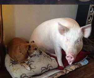 micro pig funny picture