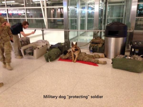 Military Dog funny picture