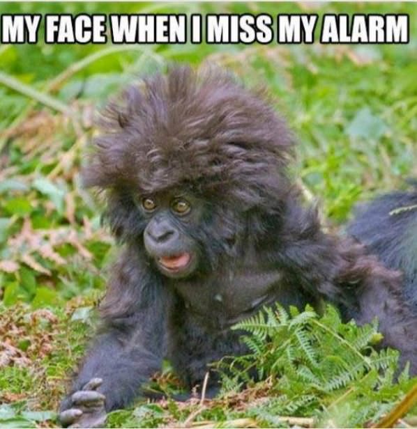 Miss My Alarm funny picture
