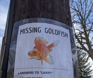 missing goldfish