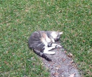 mittens the comet funny picture