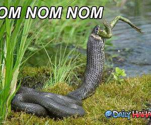 Mmmm Frog Nom funny picture