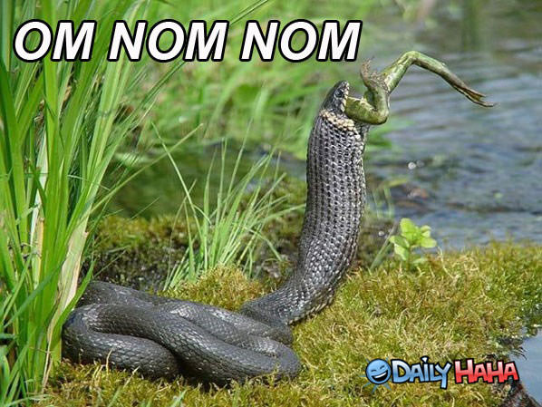 Mmmm Frog Nom funny picture