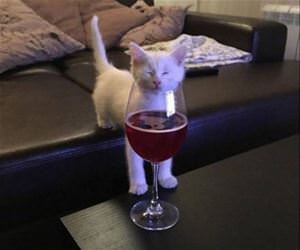 mmmmmmmmmmmm funny picture