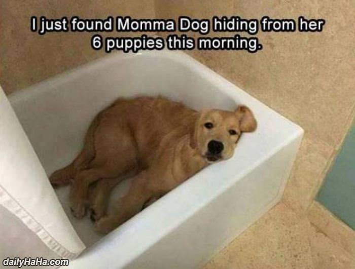 momma dog was hiding funny picture
