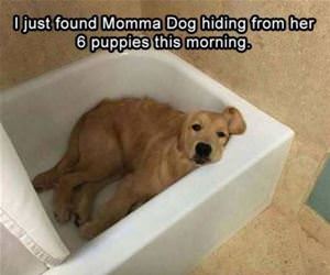 momma dog was hiding funny picture