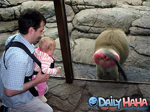 Monkey Hates Tourist